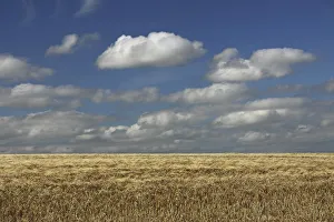 A Barley Field In East Cork In Munster Region; Ballycotton, County Cork Ireland A Barley Field In East Cork In Munster Region; Ballycotton, County Cork Ireland