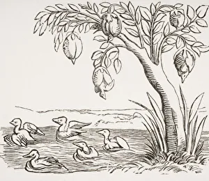 Barnacle Geese. 19Th Century Copy Of Woodcut In Cosmographie Universelle Dated 1552 Barnacle Geese. 19Th Century Copy Of Woodcut In Cosmographie Universelle Dated 1552