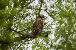 A Barred Owl (Strix Varia) Seeks Prey Among The Willows; Vian, Oklahoma, United States A Barred Owl (Strix Varia) Seeks Prey Among The Willows; Vian, Oklahoma, United States