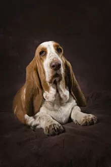 Images Dated 15th November 2009: Basset Hound On A Brown Muslin Backdrop