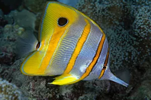 Images Dated 1st September 2004: The Beaked Butterflyfish, Chelmon Rostratus, Also Known As Copper-Banded Butterflyfish