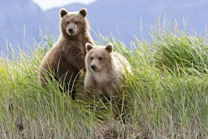 Bear Cubs Standing On A Riverbank At Hallo Bay, Katmai National Park, Alaska Bear Cubs Standing On A Riverbank At Hallo Bay, Katmai National Park, Alaska
