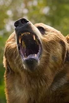 Images Dated 22nd July 2004: Bear With Open Mouth