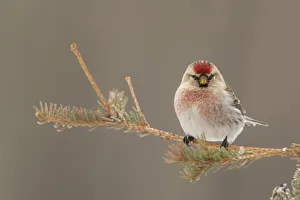 A beautiful bird with red and white colouring sits on a branch looking at the camera; Teslin, Yukon, Canada A beautiful bird with red and white colouring sits on a branch looking at the camera; Teslin, Yukon, Canada