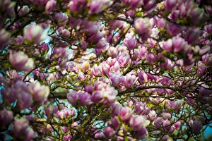 Beautiful Pink Magnolias Blossoming; Ascona, Ticino, Switzerland Beautiful Pink Magnolias Blossoming; Ascona, Ticino, Switzerland