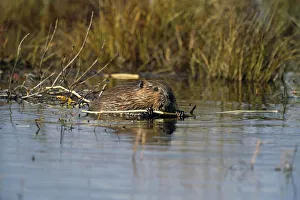 Beaver Gnawing On Branch In Pond Denali Np In Ak Summer Beaver Gnawing On Branch In Pond Denali Np In Ak Summer