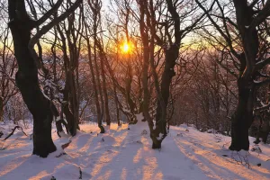 Beech Forest in Winter at Sunset, Kreuzberg, Rhon Mountains, Bavaria, Germany Beech Forest in Winter at Sunset, Kreuzberg, Rhon Mountains, Bavaria, Germany