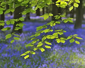 Beech Leaves with Bluebells in Spring, Hallerbos, Halle, Flemish Brabant, Vlaams Gewest, Belgium