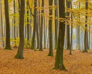 Beech Tree Forest in Autumn, Spessart, Bavaria, Germany