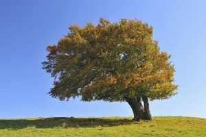 Beech Tree, Schauinsland, Black Forest, Baden-Wurttemberg, Germany Beech Tree, Schauinsland, Black Forest, Baden-Wurttemberg, Germany