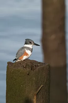 A Belted Kingfisher (Megaceryle Alcyon) Waits To Dive For Small Fish; Astoria, Oregon, United States Of America