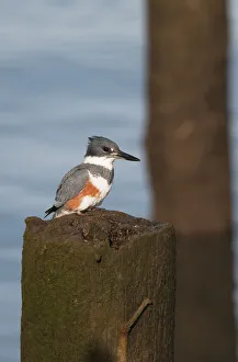 A Belted Kingfisher (Megaceryle Alcyon) Waits To Dive For Small Fish; Astoria, Oregon A Belted Kingfisher (Megaceryle Alcyon) Waits To Dive For Small Fish; Astoria, Oregon