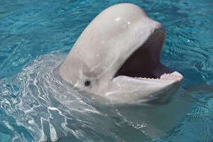 Images Dated 23rd July 2005: Beluga Whale In Captivity - Marineland - Niagara Falls, Ontario, Canada