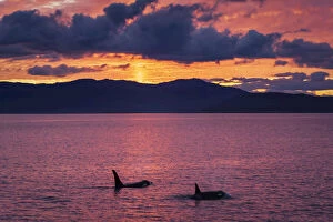 Toothed Whale Gallery: Biggs Killer whales or Orcas at sunset, San Juan Islands, Washington
