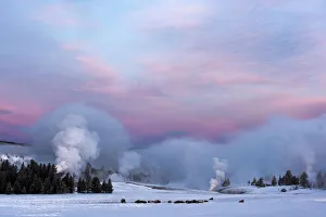 Bison in field with Grand Geyser erupting steam in winter, Yellowstone National Park, Wyoming, USA Bison in field with Grand Geyser erupting steam in winter, Yellowstone National Park, Wyoming, USA