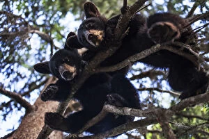 Images Dated 16th July 2013: Black Bear (Ursus Americanus) Cubs Resting On The Tree Branches, South-Central Alaska; Alaska