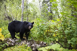 Images Dated 8th September 2013: Black Bear (Ursus Americanus) Standing On A Log In A Lush Forest, South-Central Alaska; Alaska