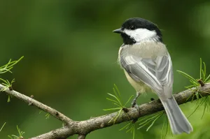 Black-Capped Chickadee, Les Cedres, Quebec, Canada Black-Capped Chickadee, Les Cedres, Quebec, Canada