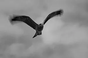 Black Kites Gallery: Black kite in flight