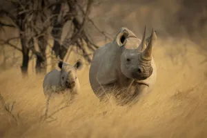 Black rhinoceros and calf standing in the long grass in Etosha National Park, Oshikoto, Namibia Black rhinoceros and calf standing in the long grass in Etosha National Park, Oshikoto, Namibia
