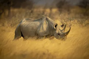 Black rhinoceros walking through the long grass in Etosha National Park, Oshikoto, Namibia Black rhinoceros walking through the long grass in Etosha National Park, Oshikoto, Namibia