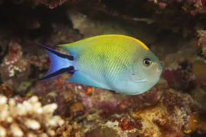 Black-spot angelfish, Fiji Black-spot angelfish, Fiji