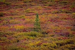 Nature and Landscapes Gallery: Black Spruce Tree (Picea mariana) seedling on tundra in autumn, Denali National Park, Alaska, USA