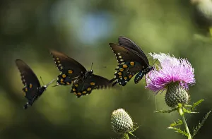 Black Swallowtail Butterflies (Papilio Polyxenes) Swarm Around Thistle Blossom; Tahlequah Black Swallowtail Butterflies (Papilio Polyxenes) Swarm Around Thistle Blossom; Tahlequah