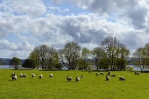 Blackface Sheep herd grazing in meadow beside Loch Awe in Scotland Blackface Sheep herd grazing in meadow beside Loch Awe in Scotland