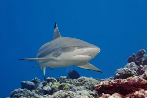 Blacktip Reef Shark (Carcharhinus Melanopterus); Yap, Micronesia Blacktip Reef Shark (Carcharhinus Melanopterus); Yap, Micronesia