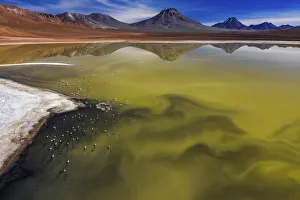 Blooming algae and rare Andean flamingos in a high altitude lake, San Pedro De Atacama, Chile Blooming algae and rare Andean flamingos in a high altitude lake, San Pedro De Atacama, Chile