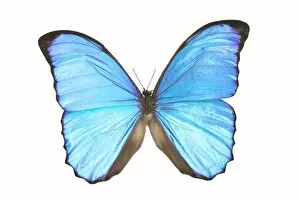Images Dated 7th August 2004: A Blue Butterfly