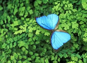 Flying Insect Gallery: Blue Butterfly On A Plant