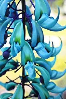 Blue Jade Plant; Hawaii, United States Of America Blue Jade Plant; Hawaii, United States Of America