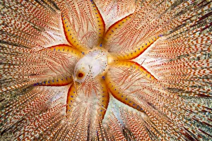The Blue-spotted sea urchin (Astropyga radiata) is rarely seen in Hawaii; Hawaii, United States of America The Blue-spotted sea urchin (Astropyga radiata) is rarely seen in Hawaii; Hawaii, United States of America