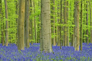 Bluebell flowers in a lush forest in early spring, Belgium
