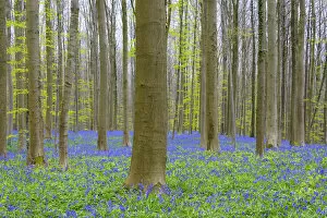 Bluebells forest in the spring, Hallerbos, Halle, Vlaams Gewest, Brussels, Belgium, Europe