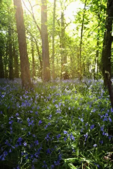 Bluebells Growing On A Forest Floor; Northumberland, England Bluebells Growing On A Forest Floor; Northumberland, England
