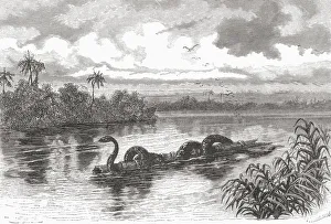 Related Images Gallery: A Boa Floating On A Log On The Rio Verde, Colombia. From El Mundo En La Mano Published 1875