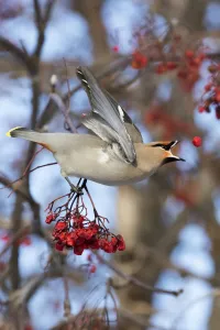 Bohemian Waxwing About To Catch A Falling Mountain Ash Berry, Anchorage, Southcentral Alaska, Winter Bohemian Waxwing About To Catch A Falling Mountain Ash Berry, Anchorage, Southcentral Alaska, Winter