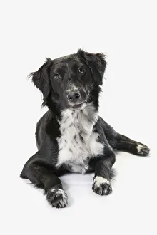 Border Collie On A White Background; St. Albert, Alberta, Canada Border Collie On A White Background; St. Albert, Alberta, Canada