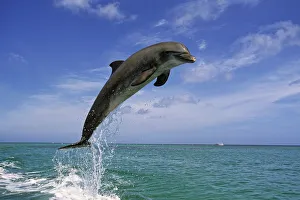 Bottle Nose Dolphin Jumping Roatan Honduras Summer Bottle Nose Dolphin Jumping Roatan Honduras Summer