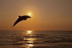 Bottle Nose Dolphin Jumping @ Sunset Roatan Honduras Summer Backlit Silhouette Bottle Nose Dolphin Jumping @ Sunset Roatan Honduras Summer Backlit Silhouette
