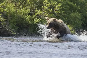 Images Dated 11th August 2012: A Brown Bear Chases Sockeye Salmon In A Small Stream In Katmai National Park, Alaska