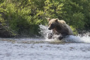 A Brown Bear Chases Sockeye Salmon In A Small Stream In Katmai National Park, Alaska A Brown Bear Chases Sockeye Salmon In A Small Stream In Katmai National Park, Alaska