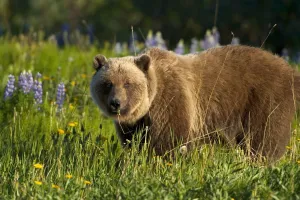 Brown Bear Foraging In Meadow Yukon Canada Spring Alsek-Tatshenshini Wilderness Brown Bear Foraging In Meadow Yukon Canada Spring Alsek-Tatshenshini Wilderness