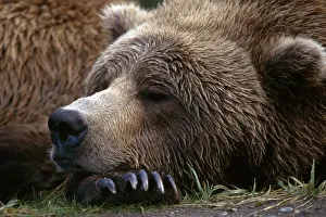 Brown Bear Resting Katmai Natl Park Southwest Alaska Summer Portrait Brown Bear Resting Katmai Natl Park Southwest Alaska Summer Portrait