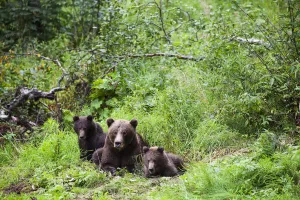 Brown Bear Sow And Cubs (Ursus Arctos) Resting In A Lush Forest, South-Central Alaska; Alaska, United States Of America Brown Bear Sow And Cubs (Ursus Arctos) Resting In A Lush Forest, South-Central Alaska; Alaska, United States Of America