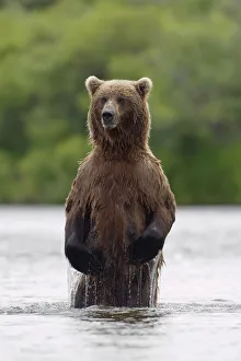 Brown Bear Sow Standing In River Fishing For Sockeye Salmon Katmai National Park Southwest Alaska Summer Brown Bear Sow Standing In River Fishing For Sockeye Salmon Katmai National Park Southwest Alaska Summer