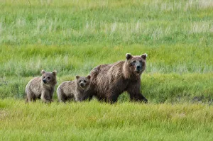 Brown Bear Sow Walks With Her Cubs In A Grassy Meadow, Chinitna Bay, Lake Clark National Park, Southcentral Alaska Brown Bear Sow Walks With Her Cubs In A Grassy Meadow, Chinitna Bay, Lake Clark National Park, Southcentral Alaska